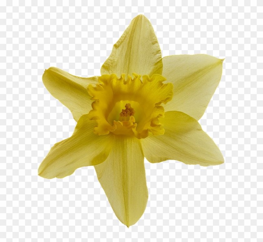 Narcissus Transparent, HD Png Download - 655x720(#3932283) - PngFind