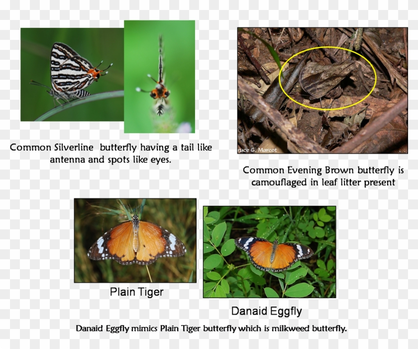 Common Butterflies Net Winged Insects Hd Png Download 1502x1090 Pngfind Common Butterflies Net Winged Insects Hd Png Download 1502x1090 Pngfind