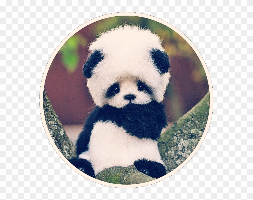 Cute Baby Panda Bear Asian Black White Small عکس پاندا برای پروفایل Hd Png Download 577x5 Pngfind