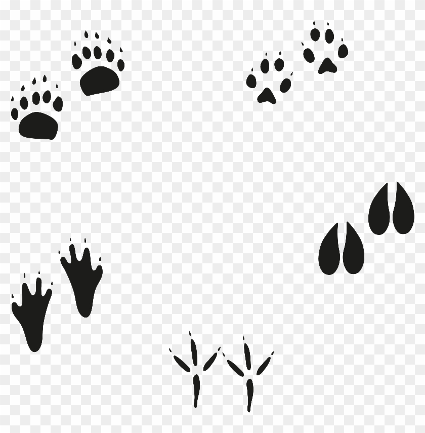 Vector Animal Paw - Animal Footprint Vector, HD Png Download -  1024x1024(#44999) - PngFind