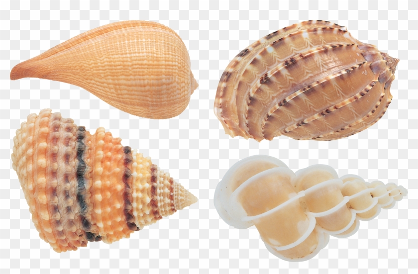 Seashell Png - Transparent Background Transparent Seashell, Png Download -  3147x1917(#45523) - PngFind