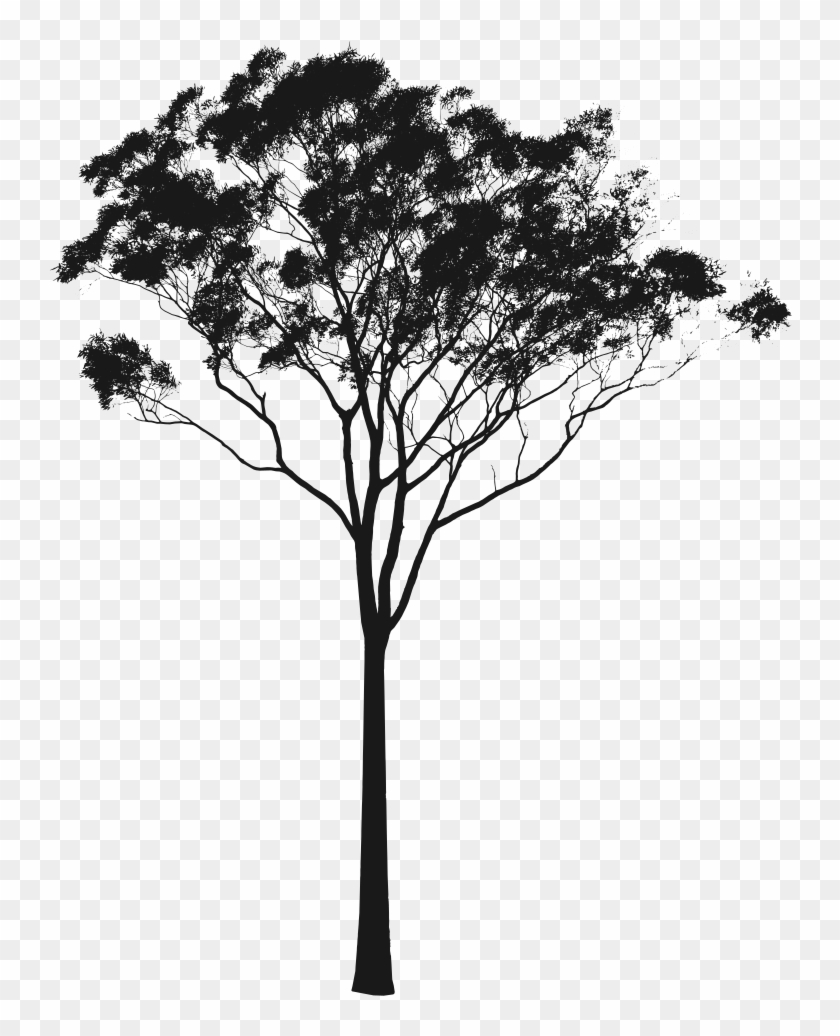 Eucalyptus Or Gum Silhouette Australia Pinterest - Australian Tree