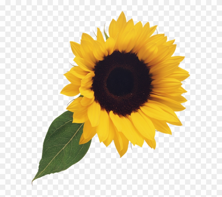 Sunflower Clipart Hd PNG, Sunflower, Sunflower Clipart, Plants Zombies PNG  Image For Free Download