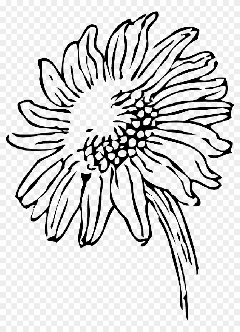 Sunflowers Clip Art Black And White Png Sunflower Black And White Clipart Transparent Png 800x1080 400651 Pngfind