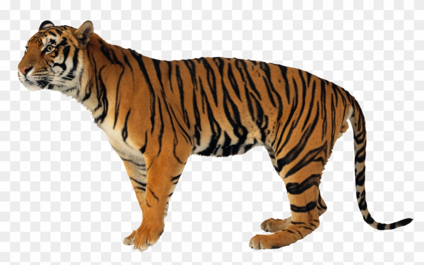 Tiger Hd Images Free Download Tiger Images Free Download Thylacine Pathfinder Hd Png Download 1600x927 401281 Pngfind