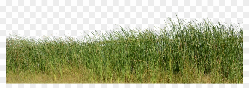 Grass, Grass No Background, Nature, Green, Plant - Nature Png Image For  Background, Transparent Png - 960x640(#403701) - PngFind