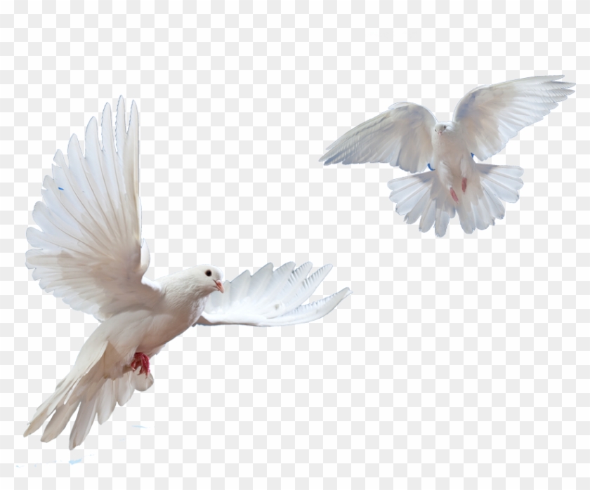 1032 X 1032 32 - Flying Doves Png, Transparent Png - 1032x1032(#407629