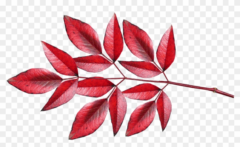 Leaves Bamboo Red Autumn Fall Colourful Silver Maple Hd Png Download 960x558 Pngfind
