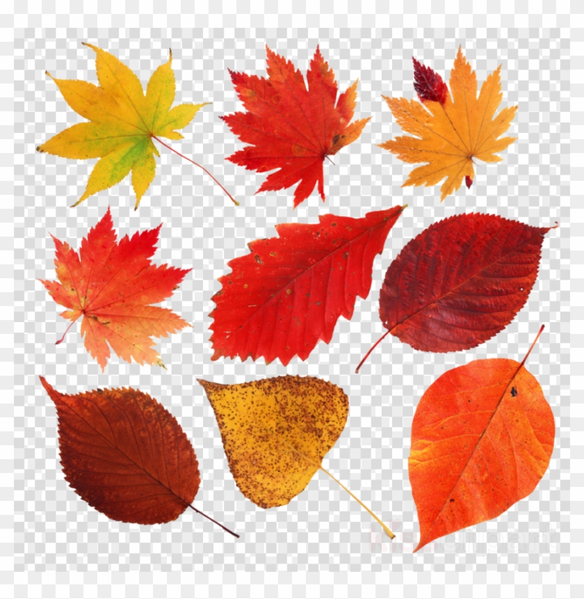 Autumn, Leaf, Drawing, Transparent Png Image Clipart - Feuilles Mortes ...