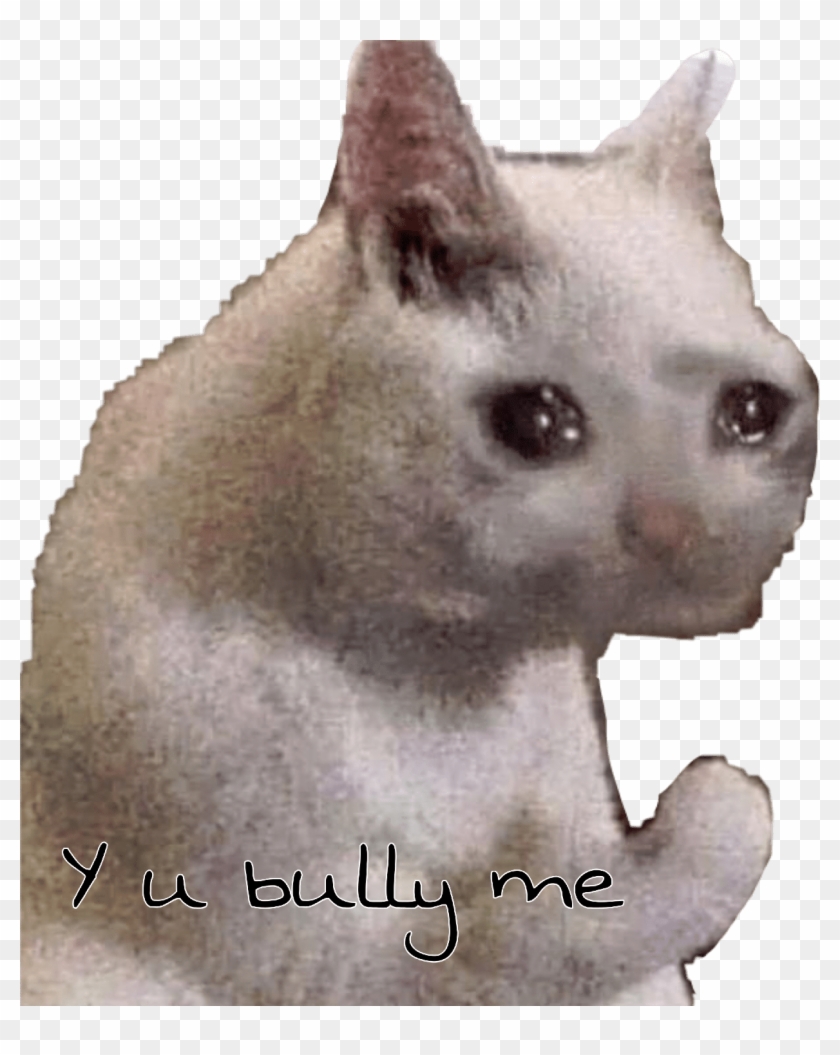 U Bully Cat Sad Meme Freetoedit - Sad Cat Meme, HD Png Download -  1242x1501(#4033549) - PngFind
