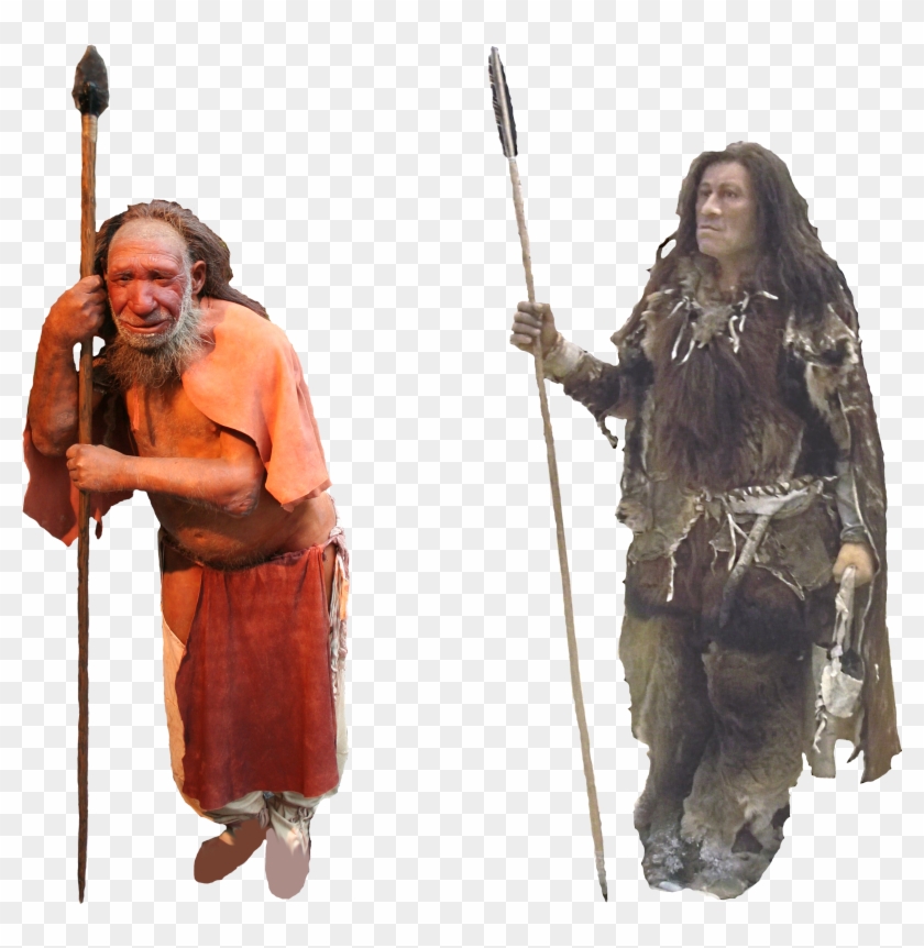 Comparison Of Neanderthal And Homo Sapiens - Human, HD Png Download