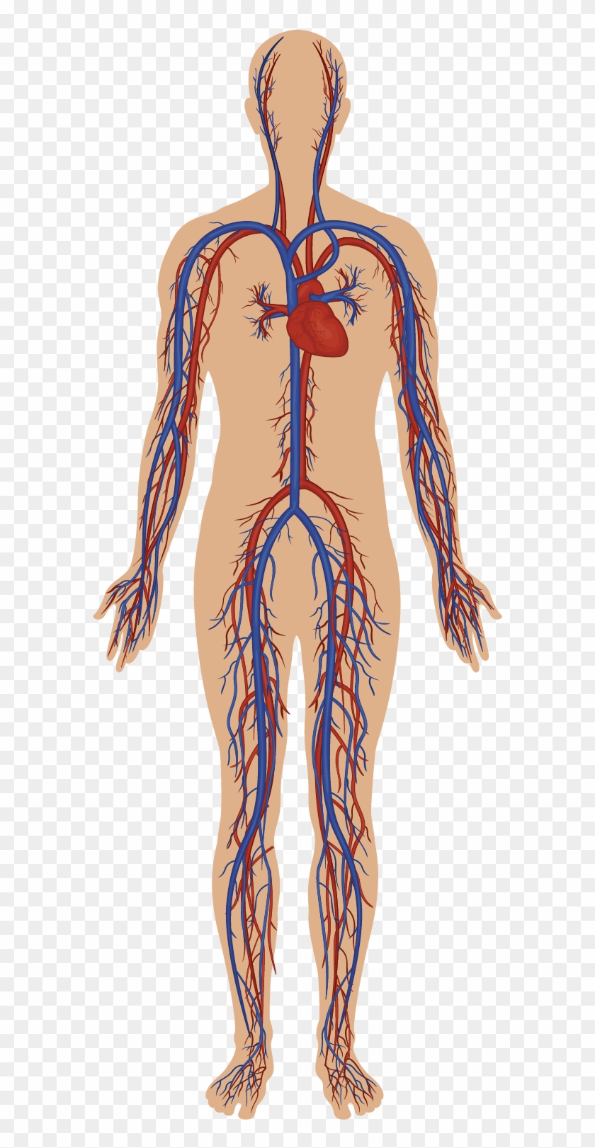 Body Systems - Circulatory System Without Parts, HD Png Download