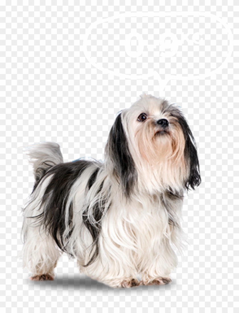 Small dog hot sale png