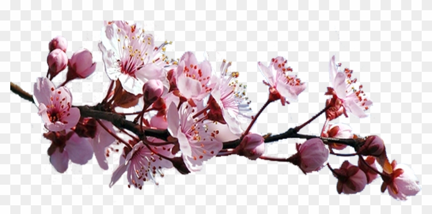 Cherry Blossom, HD Png Download - 1202x540(#428241) - PngFind