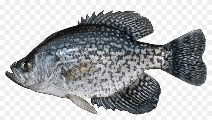 Download Http Www Fishbuoy Com Images Images Fish Species Black Crappie Fish Hd Png Download 1000x530 4200762 Pngfind