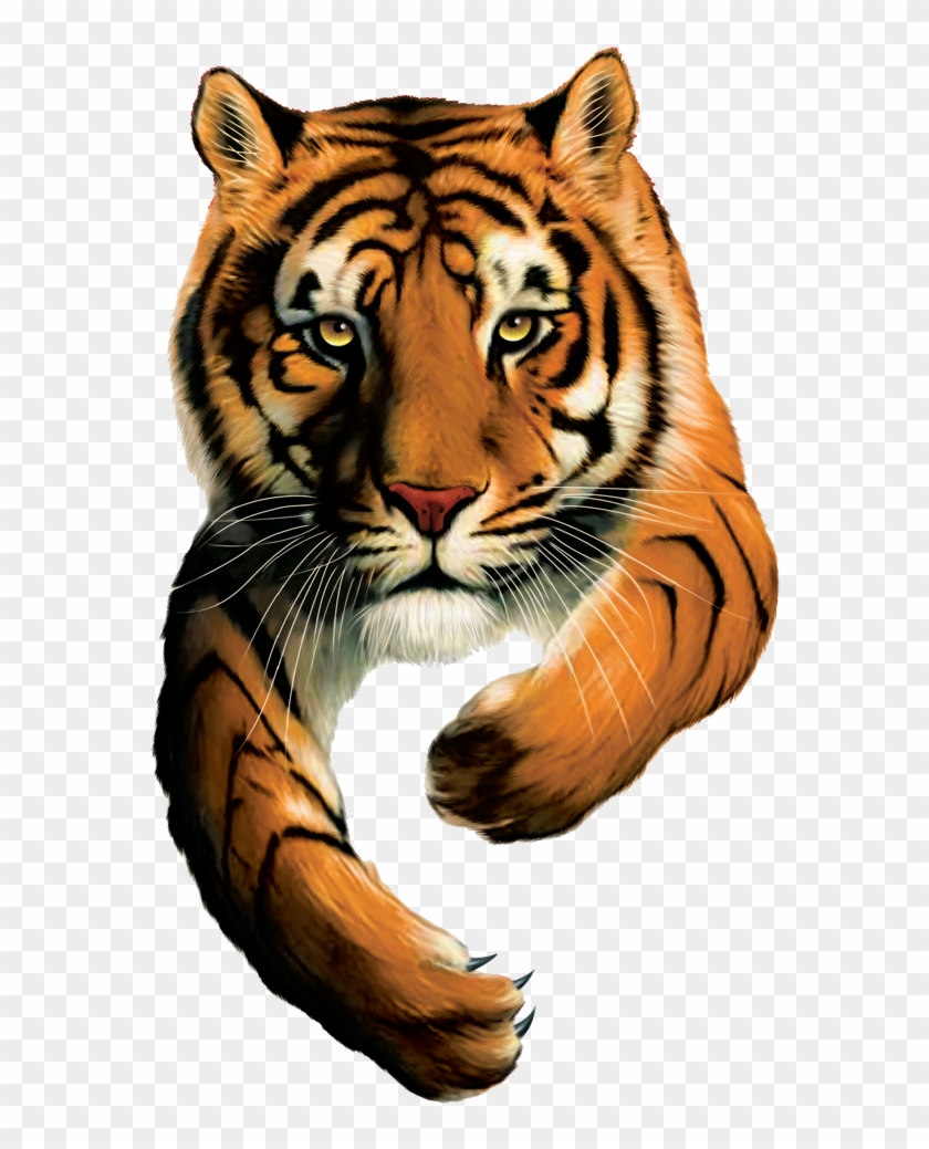 Tiger Brands Logo - Tiger Brands, HD Png Download - 2272x1704 