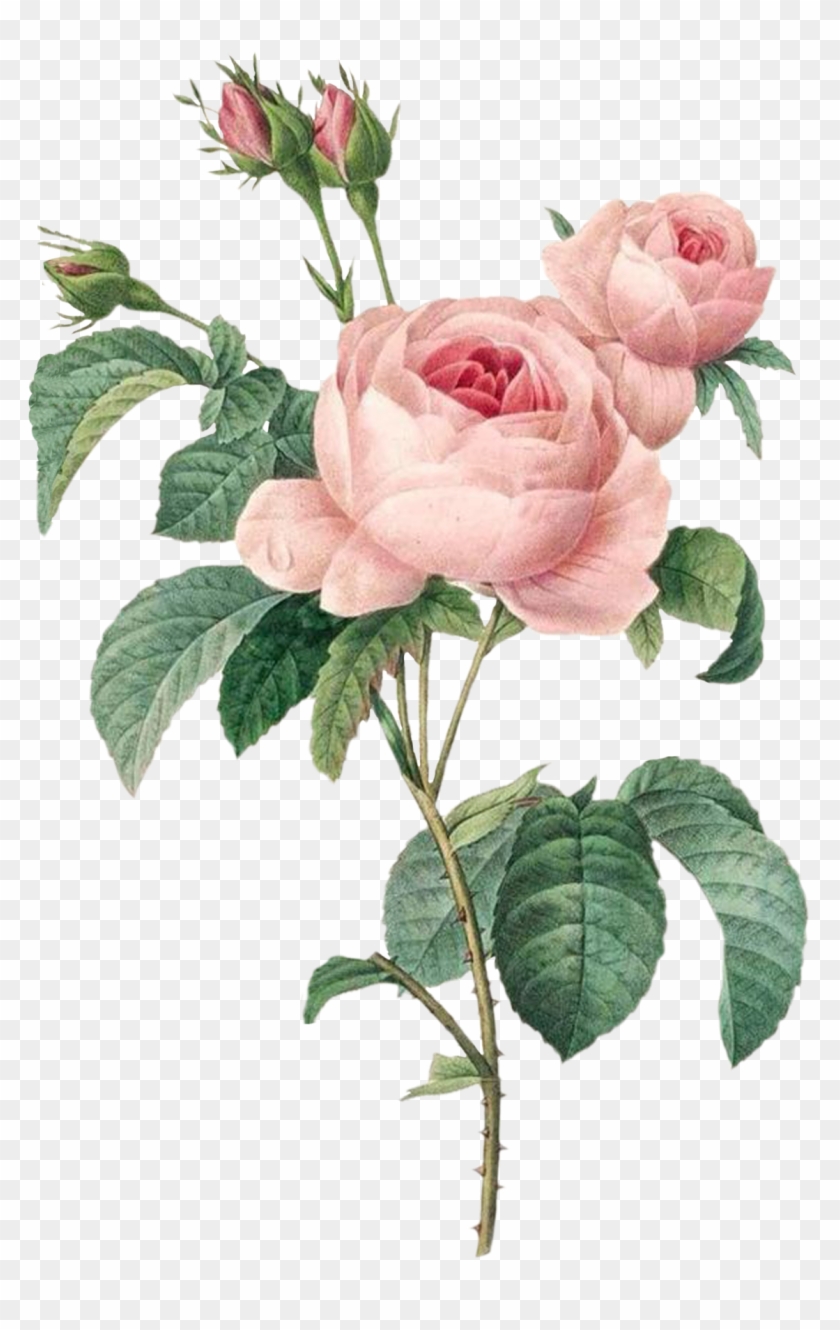 Download Vintage Pink Roses Redoute Roses Hd Png Download 1512x2088 4222646 Pngfind