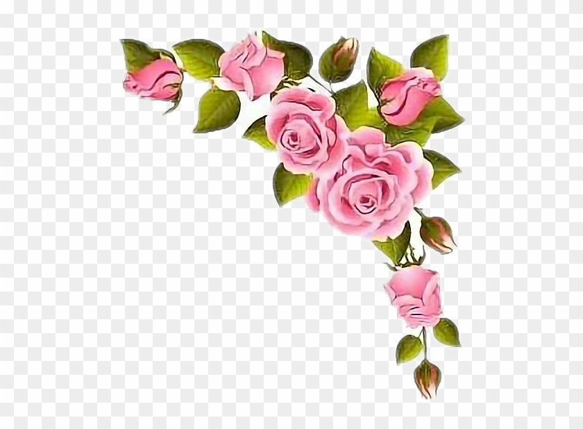 rosas Rosas Borde - Perfume, HD Png Download - 502x538(#4237772