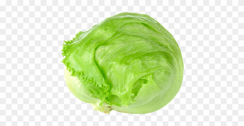 Alface Americana Png Alface Americana Transparent Png 600x600 4240354 Pngfind