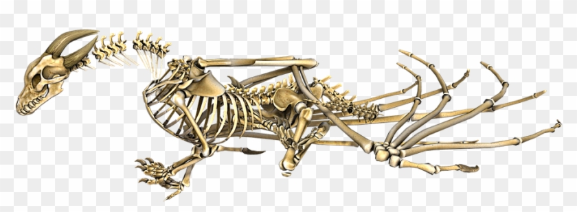 Skeletal Dragon Wings