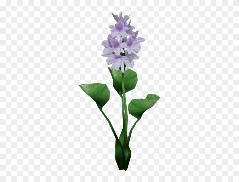 Water Hyacinth Png Transparent Png 559x559 4253468 Pngfind