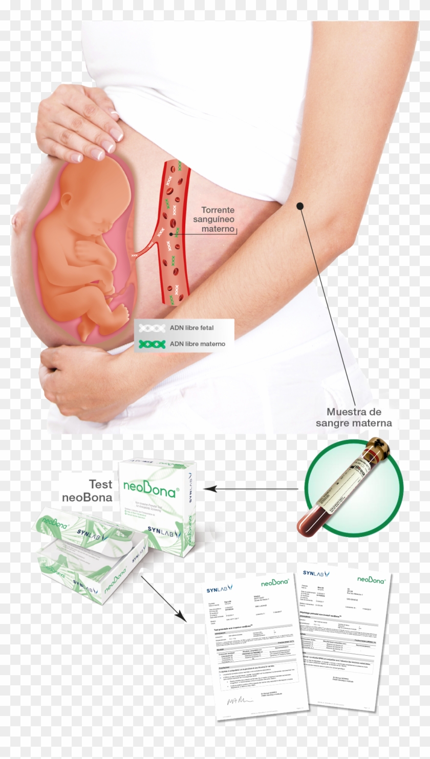 Cuánto Cuesta Examen De Paternidad Durante El Embarazo Bebé Prueba