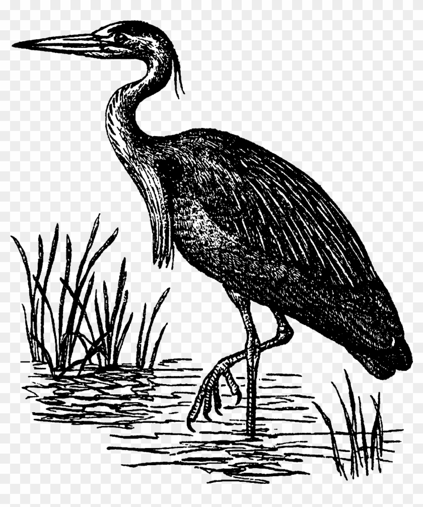 Heron , Png Download - Ciconiiformes, Transparent Png - 1644x1892 ...