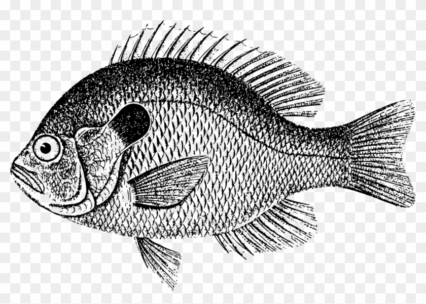 Download Fish Scale Bass Carp Fishing Crappie Clipart Black And White Hd Png Download 1121x750 4264035 Pngfind