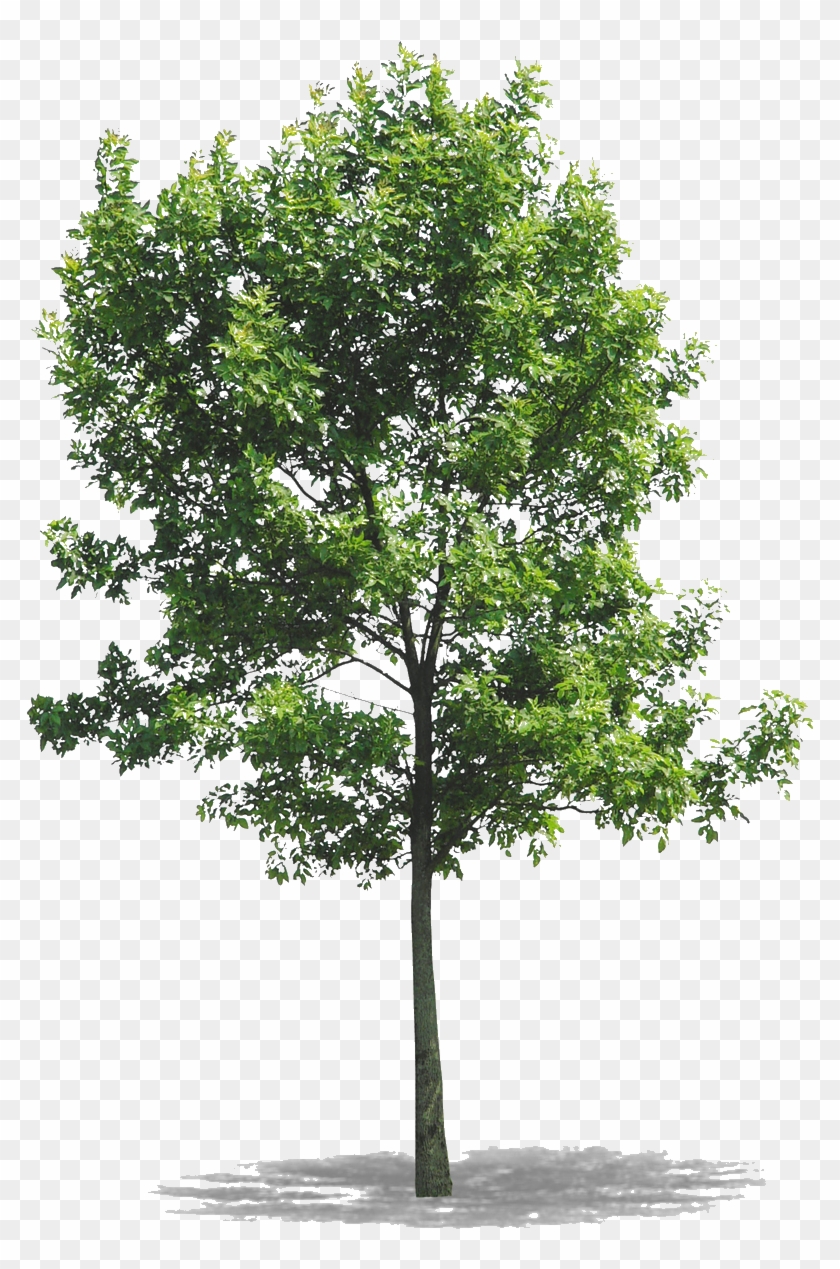 Png Arbres Ash Tree Young Transparent Png 794x10 Pngfind