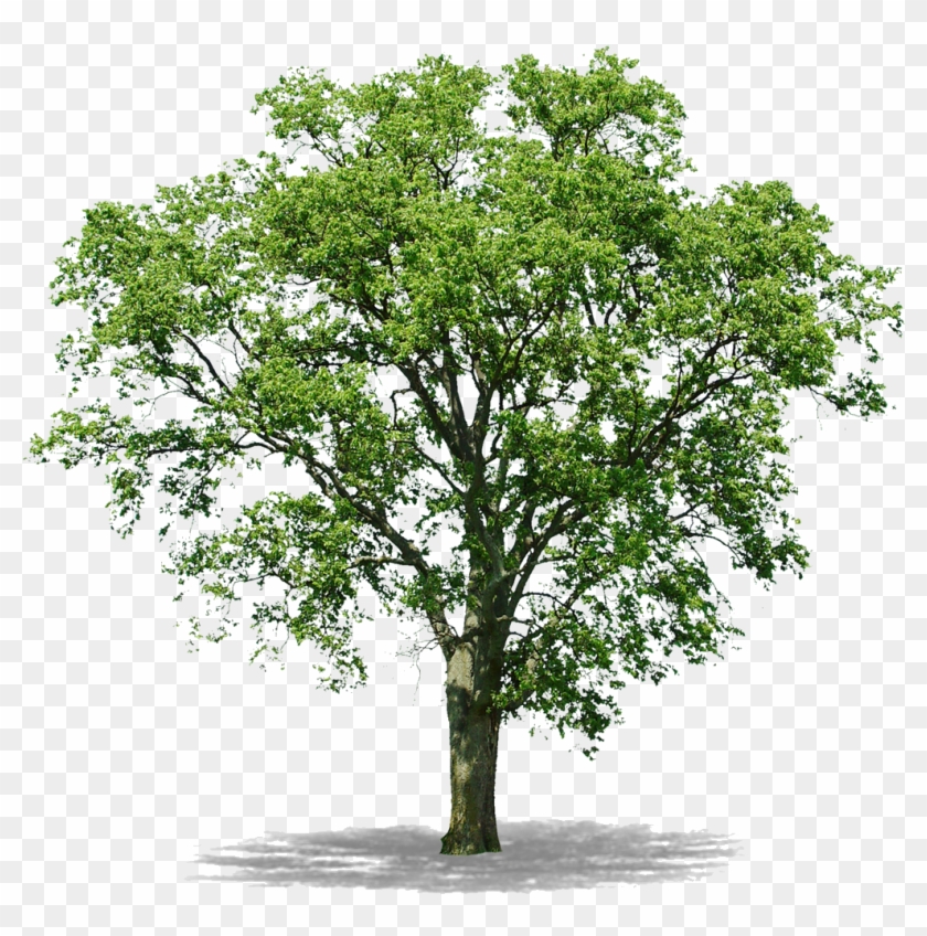 Envoyer Par E-mailblogthis Partager Sur Twitterpartager - Rain Forest