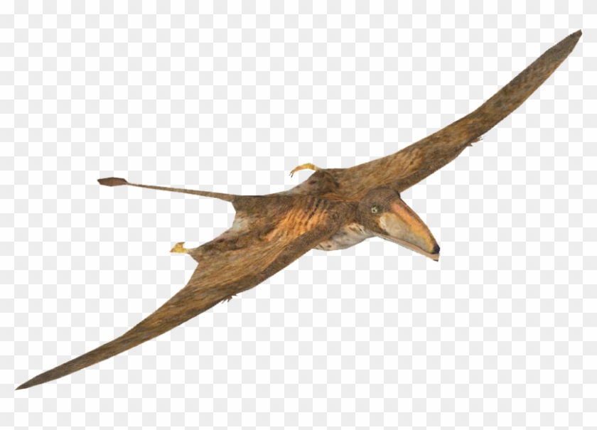 Pteranodon Pterodactyl Dinosaur on white background 8843960 PNG