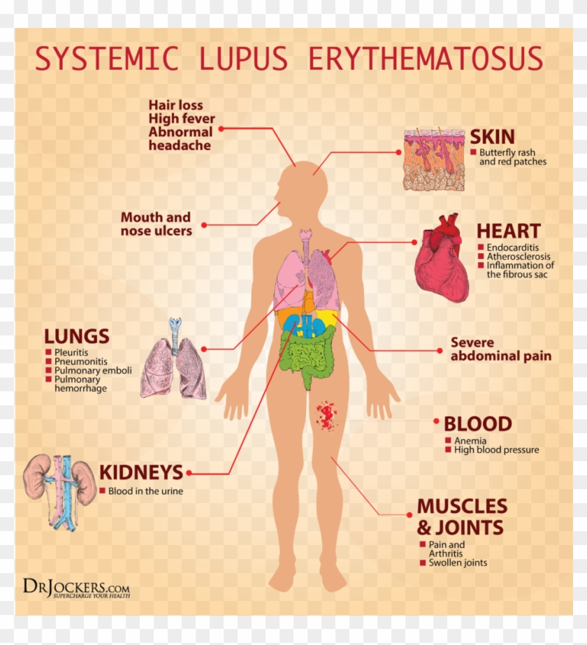 Body Chart Of Internal Organs