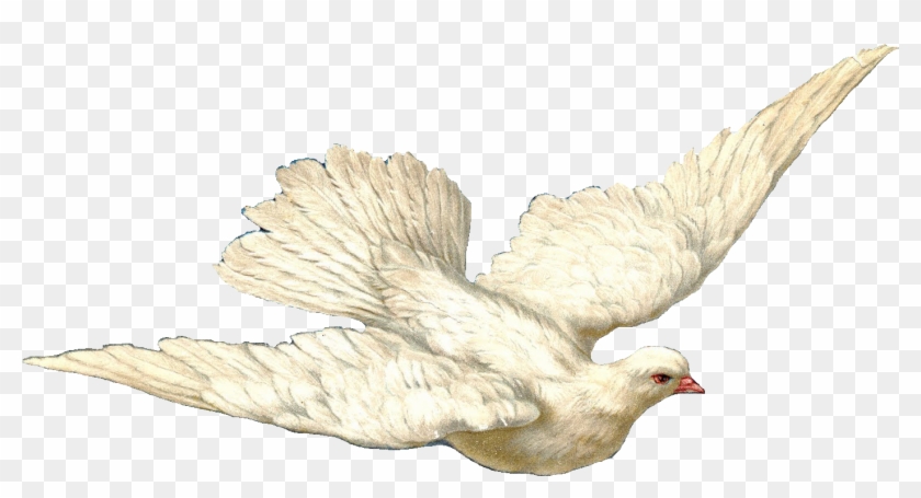 pix Transparent Background Dove Png Hd dove transparent png pictures holy