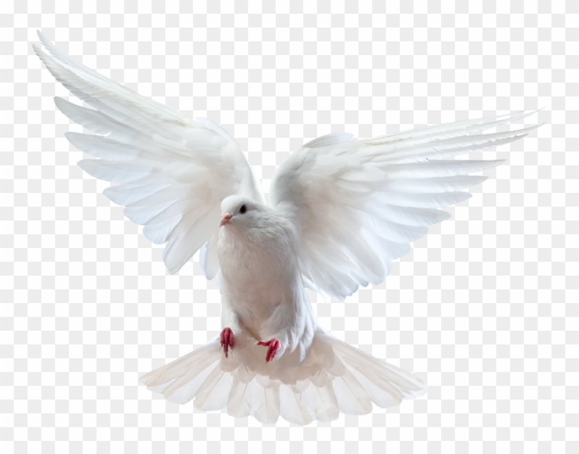 Holy Spirit Dove Png - Dove And Bible Png, Transparent Png -  800x622(#440482) - PngFind