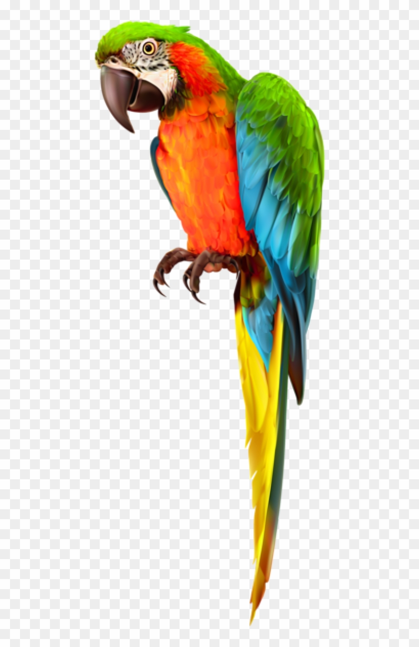 Free Png Download Parrot Transparent Png Images Background Macaw Png Download 480x1231 Pngfind Free Png Download Parrot Transparent Png Images Background Macaw Png Download 480x1231 Pngfind