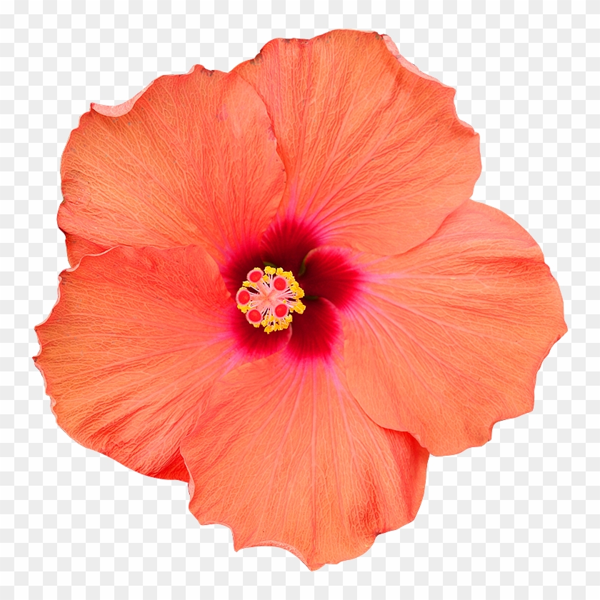Fleur Hibiscus Png Chinese Hibiscus Transparent Png 750x760 Pngfind