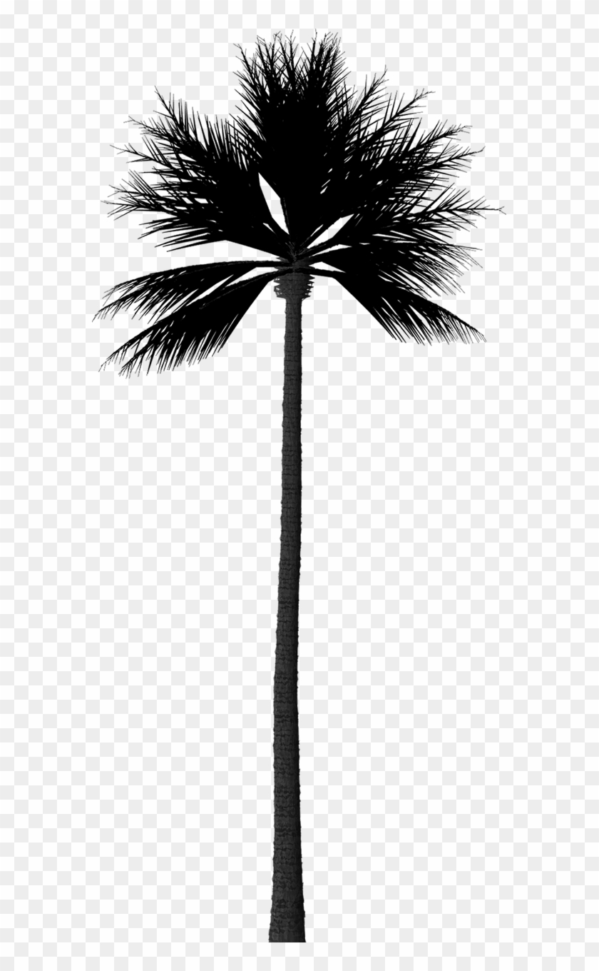 Silhouette Palm Tree - Fan Palm Tree Silhouette, HD Png Download ...