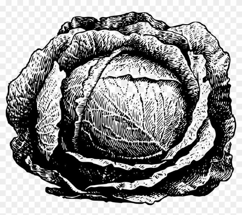 Cabbage Green Vegetable Png Image - Cabbage Clip Art, Transparent Png - 1280x1076(#4457549) - PngFind Cabbage Green Vegetable Png Image - Cabbage Clip Art, Transparent Png - 1280x1076(#4457549) - PngFind