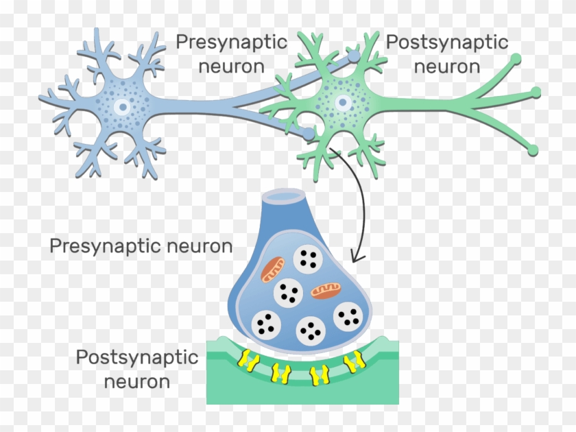 how to download synapse
