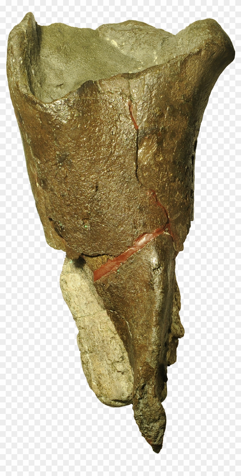 the first dinosaur to be described and named