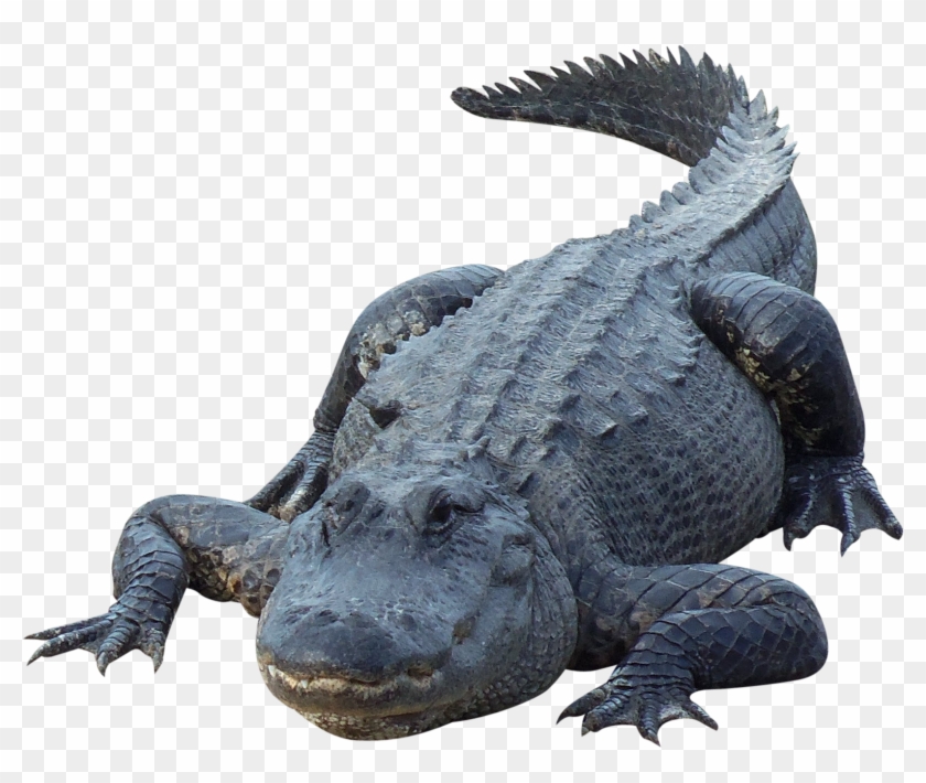 Crocodile Png - Alligator Png, Transparent Png - 1700x1700(#450376 ...