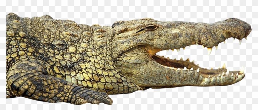 Crocodile African Nile Crocodile Hd Png Download 1750x969 Pngfind Crocodile African Nile Crocodile Hd Png Download 1750x969 Pngfind