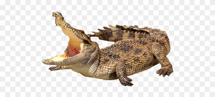 Crocodile Bulk Collection Transparent Freshwater Crocodile Hd Png Download 784x784 Pngfind Crocodile Bulk Collection Transparent Freshwater Crocodile Hd Png Download 784x784 Pngfind