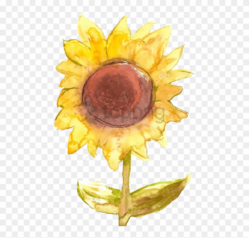 Free Png Sunflower Png Tumblr Png Image With Transparent