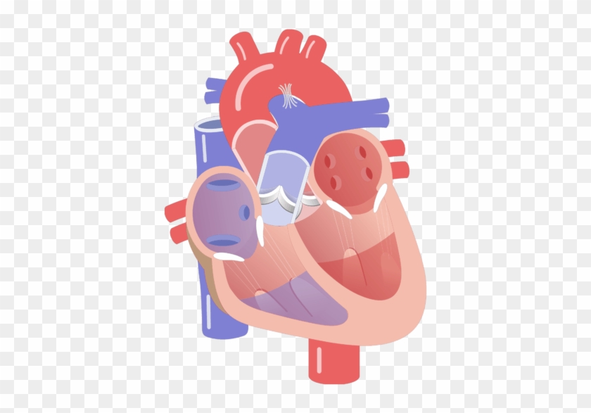 Movement Of The Heart Valves Animation Slide - Movement Of Heart Valves, HD Png Download - 666x550(#4509255) - PngFind Movement Of The Heart Valves Animation Slide - Movement Of Heart Valves, HD Png Download - 666x550(#4509255) - PngFind