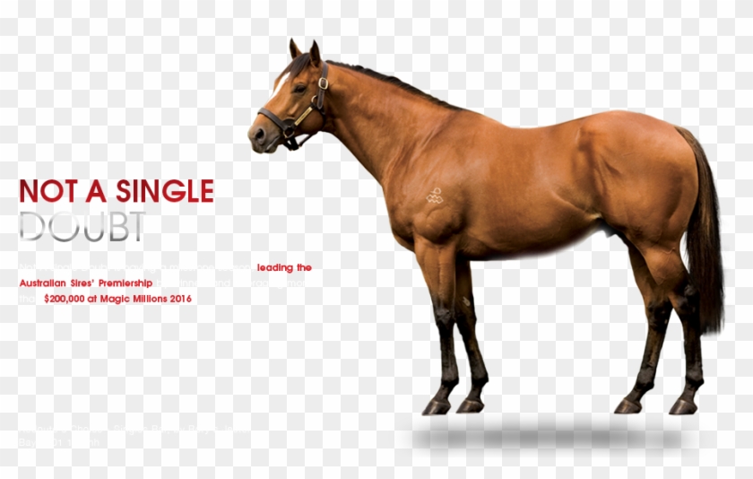 Not A Single Doubt , Png Download Not A Single Doubt Horse, Transparent Png 918x540(4514400 Not A Single Doubt , Png Download Not A Single Doubt Horse, Transparent Png 918x540(4514400