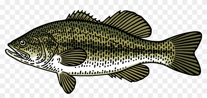Download Png Black Bass Fishing Rod Green Black Sea Bass Transparent Png 4267x2084 4515865 Pngfind