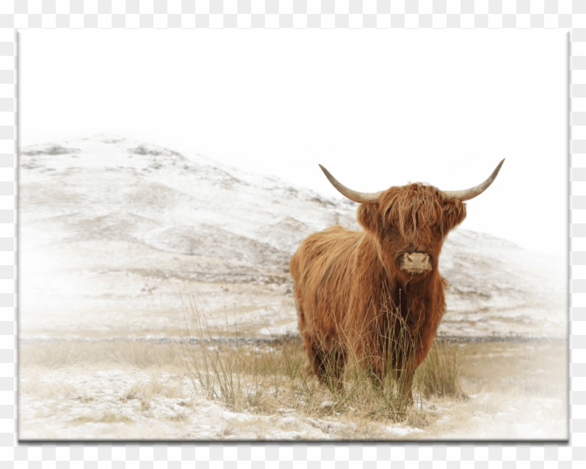 Free Free 163 Outline Cow Highland Cow Svg SVG PNG EPS DXF File