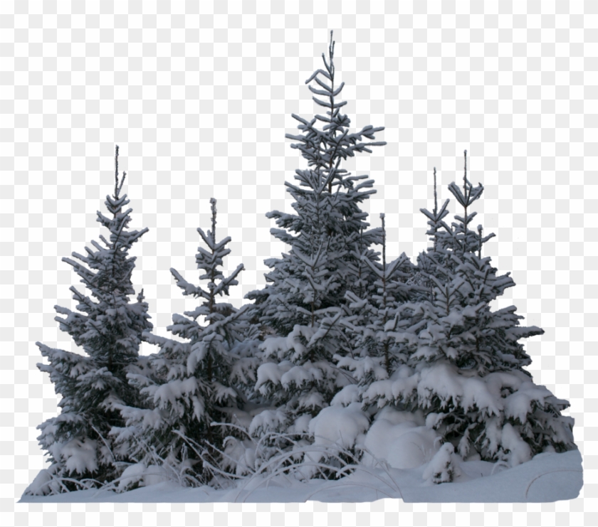 Tree Trees Winter Snow Terrieasterly Snow On Trees Png Transparent Png 1024x768 4555078 Pngfind