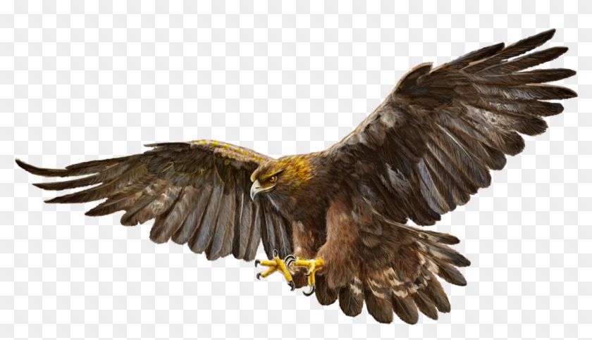 Bald Eagle, Bird, Golden Eagle, Eagle, Wildlife Png - Golden Eagle White  Background, Transparent Png - 1600x845(#4556829) - PngFind